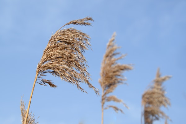 Introduction to Tailwind CSS image