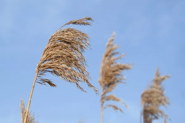 Introduction to Tailwind CSS image